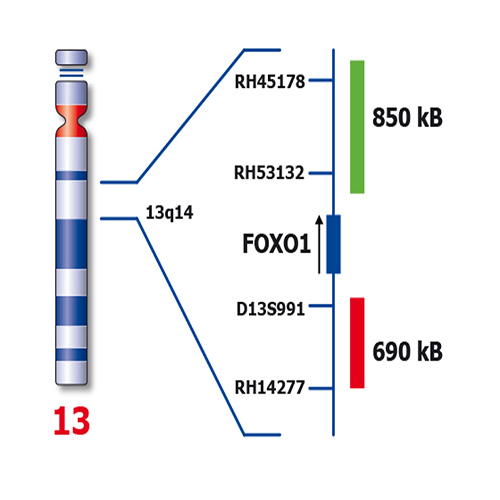 FOXO1 (13q14) Break – XL for BOND Foto do produto Back View L